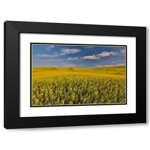 USA- Washington State- Palouse. Springtime landscape and Canola fields Black Modern Wood Framed Art Print with Double Matting by Gulin, Darrell