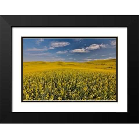 USA- Washington State- Palouse. Springtime landscape and Canola fields Black Modern Wood Framed Art Print with Double Matting by Gulin, Darrell