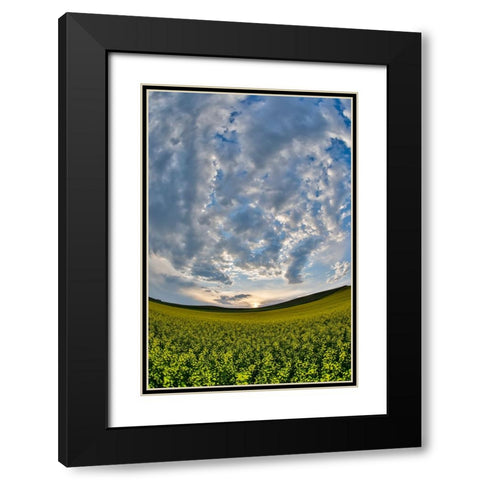 USA- Washington State- Palouse. Springtime landscape and Canola fields Black Modern Wood Framed Art Print with Double Matting by Gulin, Darrell