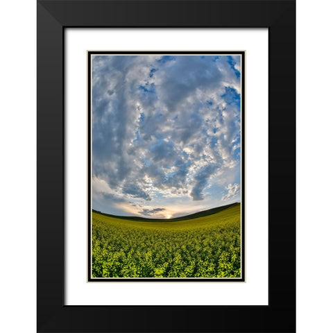 USA- Washington State- Palouse. Springtime landscape and Canola fields Black Modern Wood Framed Art Print with Double Matting by Gulin, Darrell