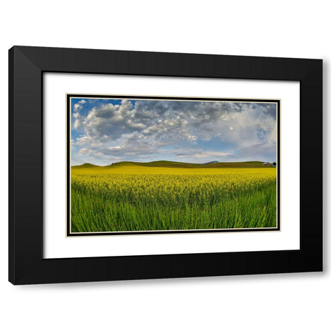 USA- Washington State- Palouse. Springtime landscape and Canola fields Black Modern Wood Framed Art Print with Double Matting by Gulin, Darrell