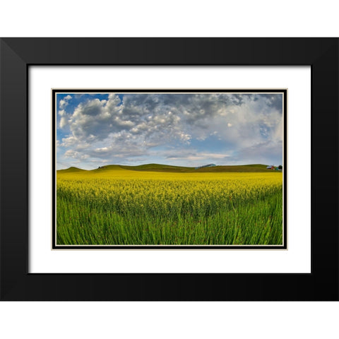 USA- Washington State- Palouse. Springtime landscape and Canola fields Black Modern Wood Framed Art Print with Double Matting by Gulin, Darrell