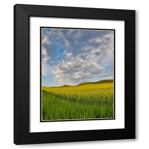 USA- Washington State- Palouse. Springtime landscape and Canola fields Black Modern Wood Framed Art Print with Double Matting by Gulin, Darrell