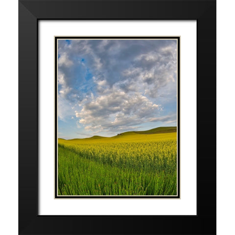 USA- Washington State- Palouse. Springtime landscape and Canola fields Black Modern Wood Framed Art Print with Double Matting by Gulin, Darrell