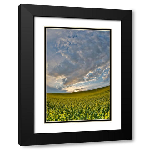 USA- Washington State- Palouse. Springtime landscape and Canola fields Black Modern Wood Framed Art Print with Double Matting by Gulin, Darrell