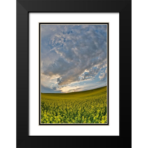 USA- Washington State- Palouse. Springtime landscape and Canola fields Black Modern Wood Framed Art Print with Double Matting by Gulin, Darrell