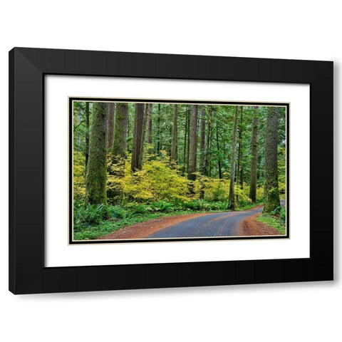 USA- Washington State- Darrington. Curved roadway in autumn forest of fir and vine maple trees Black Modern Wood Framed Art Print with Double Matting by Gulin, Darrell