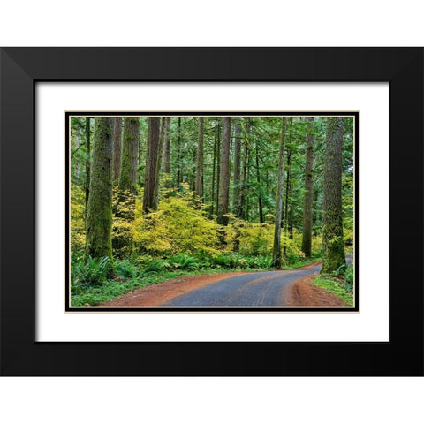 USA- Washington State- Darrington. Curved roadway in autumn forest of fir and vine maple trees Black Modern Wood Framed Art Print with Double Matting by Gulin, Darrell