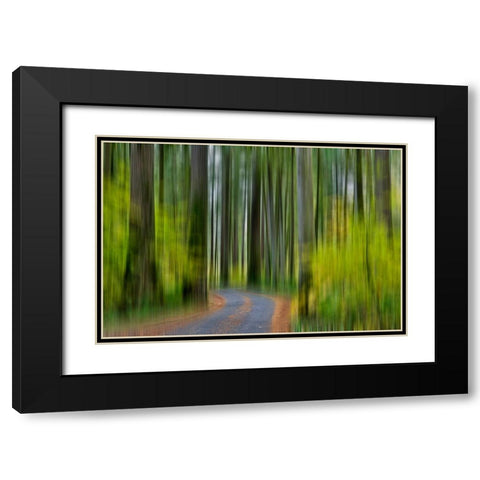USA- Washington State- Darrington. Curved roadway in autumn forest of fir and vine maple trees Black Modern Wood Framed Art Print with Double Matting by Gulin, Darrell