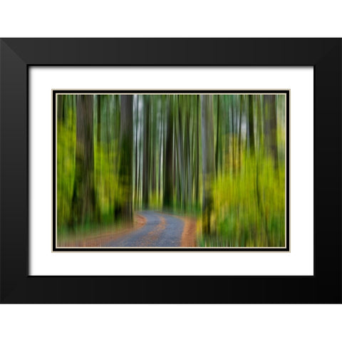 USA- Washington State- Darrington. Curved roadway in autumn forest of fir and vine maple trees Black Modern Wood Framed Art Print with Double Matting by Gulin, Darrell