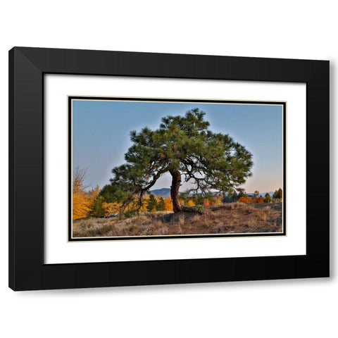 USA- Washington State- Winthrop- Sun Mountain and lone pine tree Black Modern Wood Framed Art Print with Double Matting by Gulin, Darrell