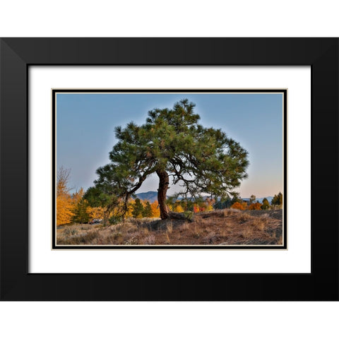 USA- Washington State- Winthrop- Sun Mountain and lone pine tree Black Modern Wood Framed Art Print with Double Matting by Gulin, Darrell