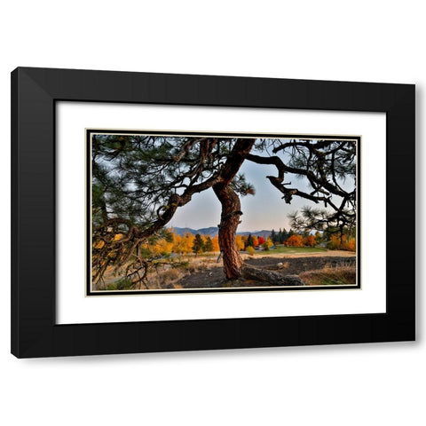 USA- Washington State- Winthrop- Sun Mountain and lone pine tree Black Modern Wood Framed Art Print with Double Matting by Gulin, Darrell