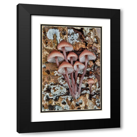 USA- Washington State- Sammamish. Mushrooms growing on fall alder tree log Black Modern Wood Framed Art Print with Double Matting by Gulin, Darrell