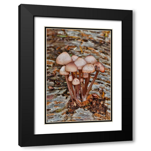 USA- Washington State- Sammamish. Mushrooms growing on fall alder tree log Black Modern Wood Framed Art Print with Double Matting by Gulin, Darrell