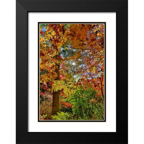 USA- Washington State- Seattle- Washington Arboretum with fall color on Japanese Maple trees Black Modern Wood Framed Art Print with Double Matting by Gulin, Darrell