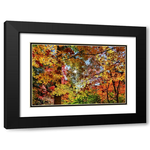 USA- Washington State- Seattle- Washington Arboretum with fall color on Japanese Maple trees Black Modern Wood Framed Art Print with Double Matting by Gulin, Darrell