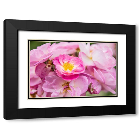 Washington State-Vancouver Roses in a garden in Vancouver-Washington Black Modern Wood Framed Art Print with Double Matting by Wilson, Emily