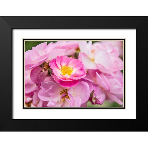 Washington State-Vancouver Roses in a garden in Vancouver-Washington Black Modern Wood Framed Art Print with Double Matting by Wilson, Emily