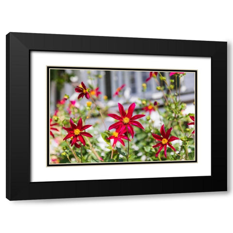 Washington State-Fort Vancouver National Historic Site Flowers in the garden Black Modern Wood Framed Art Print with Double Matting by Wilson, Emily