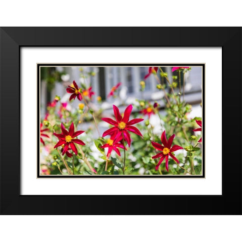 Washington State-Fort Vancouver National Historic Site Flowers in the garden Black Modern Wood Framed Art Print with Double Matting by Wilson, Emily