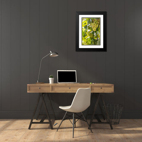 Washington State-Fort Vancouver National Historic Site Grapes in the garden  Black Modern Wood Framed Art Print with Double Matting by Wilson, Emily