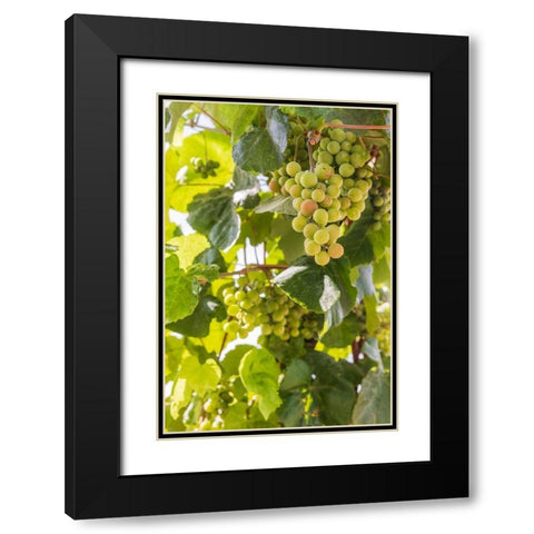 Washington State-Fort Vancouver National Historic Site Grapes in the garden  Black Modern Wood Framed Art Print with Double Matting by Wilson, Emily