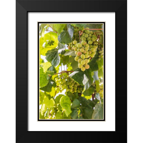 Washington State-Fort Vancouver National Historic Site Grapes in the garden  Black Modern Wood Framed Art Print with Double Matting by Wilson, Emily