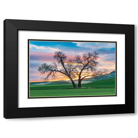 Steptoe-Washington State-USA-Cottonwood trees in a wheat field at sunset Black Modern Wood Framed Art Print with Double Matting by Wilson, Emily M.