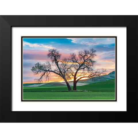 Steptoe-Washington State-USA-Cottonwood trees in a wheat field at sunset Black Modern Wood Framed Art Print with Double Matting by Wilson, Emily M.