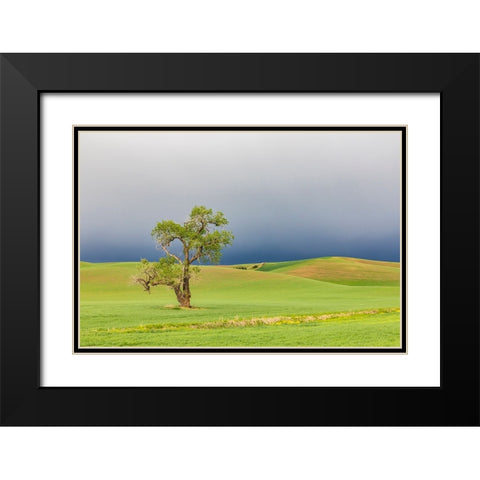 Steptoe-Washington State-USA-Cottonwood tree in wheat field under storm clouds in the Palouse hills Black Modern Wood Framed Art Print with Double Matting by Wilson, Emily M.