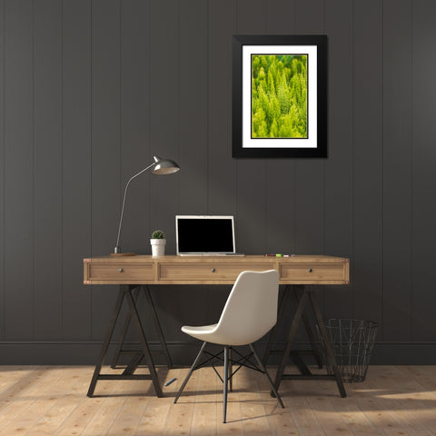 Steptoe-Washington State-USA-Horsetail plants-equisetum-in the Palouse hills Black Modern Wood Framed Art Print with Double Matting by Wilson, Emily M.