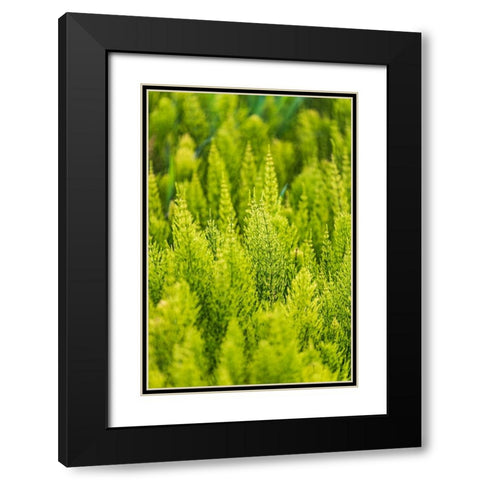 Steptoe-Washington State-USA-Horsetail plants-equisetum-in the Palouse hills Black Modern Wood Framed Art Print with Double Matting by Wilson, Emily M.