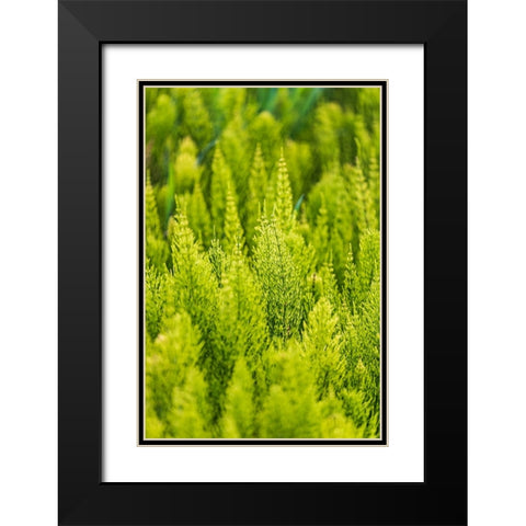 Steptoe-Washington State-USA-Horsetail plants-equisetum-in the Palouse hills Black Modern Wood Framed Art Print with Double Matting by Wilson, Emily M.