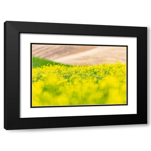 Lacrosse-Washington State-USA-Blooming canola field in the Palouse hills Black Modern Wood Framed Art Print with Double Matting by Wilson, Emily M.