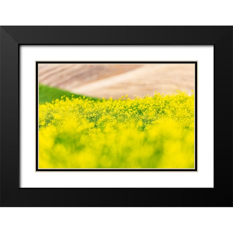 Lacrosse-Washington State-USA-Blooming canola field in the Palouse hills Black Modern Wood Framed Art Print with Double Matting by Wilson, Emily M.