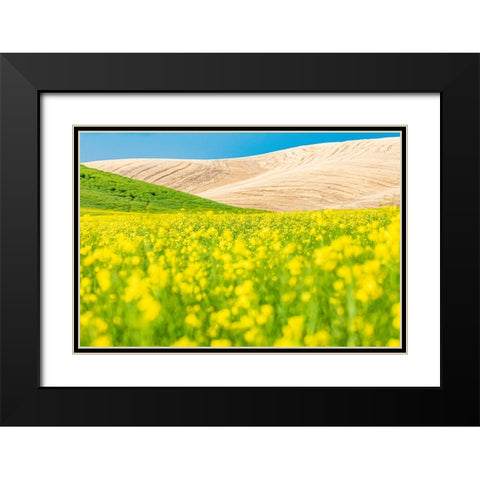 Lacrosse-Washington State-USA-Blooming canola field in the Palouse hills Black Modern Wood Framed Art Print with Double Matting by Wilson, Emily M.