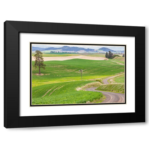 Palouse-Washington State-USA-Dirt road winding through wheat fields in the Palouse hills Black Modern Wood Framed Art Print with Double Matting by Wilson, Emily M.