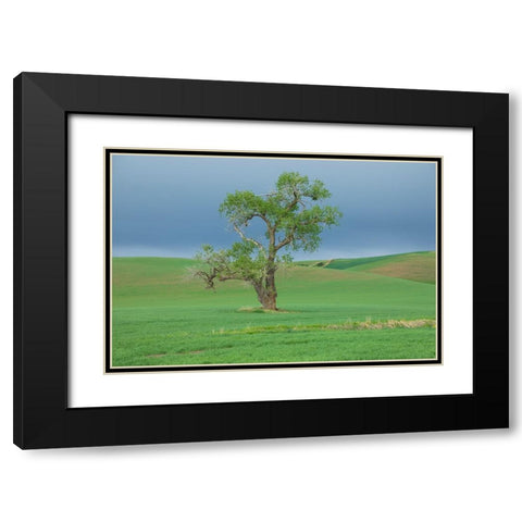 USA- Washington State- Whitman County- Palouse. Solitary tree. Black Modern Wood Framed Art Print with Double Matting by Wilson, Emily M.