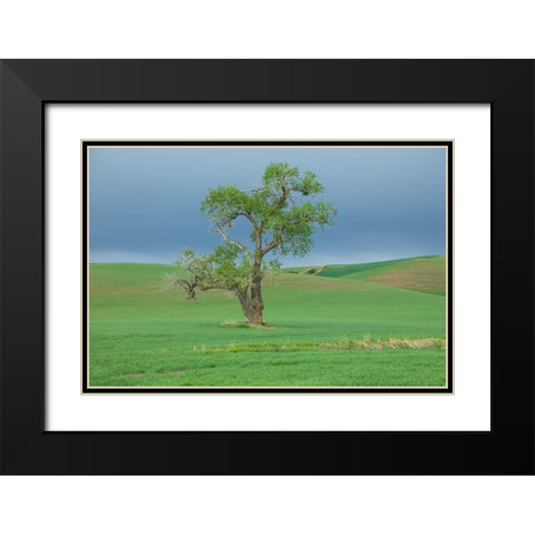 USA- Washington State- Whitman County- Palouse. Solitary tree. Black Modern Wood Framed Art Print with Double Matting by Wilson, Emily M.
