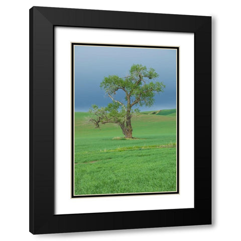 USA- Washington State- Whitman County- Palouse Black Modern Wood Framed Art Print with Double Matting by Wilson, Emily M.