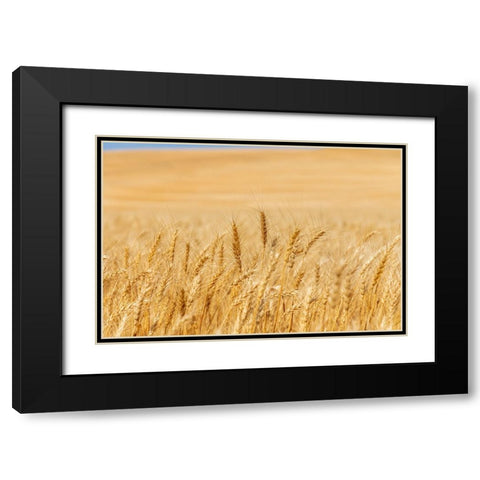 USA- Washington State- Whitman County- Palouse. Wheat fields. Black Modern Wood Framed Art Print with Double Matting by Wilson, Emily M.