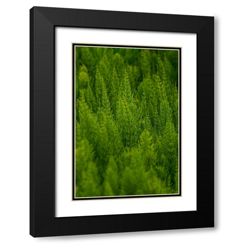 USA- Washington State- Whitman County- Palouse. Green plants. Black Modern Wood Framed Art Print with Double Matting by Wilson, Emily M.
