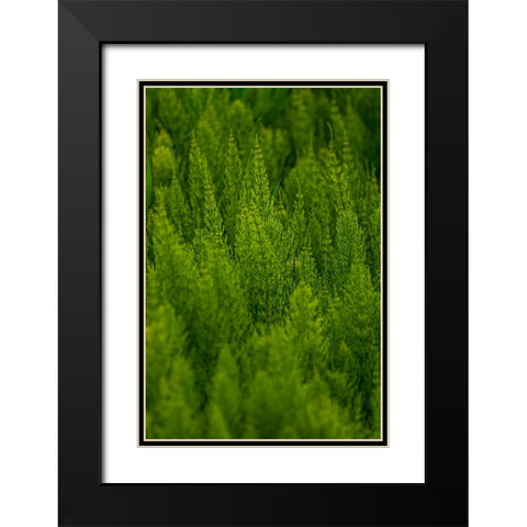 USA- Washington State- Whitman County- Palouse. Green plants. Black Modern Wood Framed Art Print with Double Matting by Wilson, Emily M.