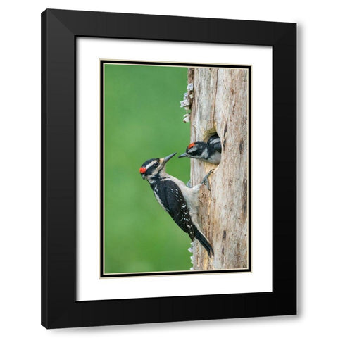 Washington State A male Hairy Woodpecker at nest hole while a chick begs for food Black Modern Wood Framed Art Print with Double Matting by Luhm, Gary