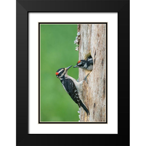 Washington State A male Hairy Woodpecker at nest hole while a chick begs for food Black Modern Wood Framed Art Print with Double Matting by Luhm, Gary