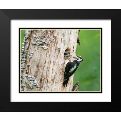 Washington State A male Hairy Woodpecker at nest hole feeds a young chick Snoqualmie Valley Black Modern Wood Framed Art Print with Double Matting by Luhm, Gary