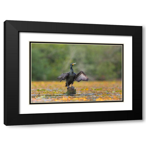 Washington State A Double-crested Cormorant spreads its wings to dry Seattle Black Modern Wood Framed Art Print with Double Matting by Luhm, Gary