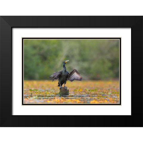 Washington State A Double-crested Cormorant spreads its wings to dry Seattle Black Modern Wood Framed Art Print with Double Matting by Luhm, Gary