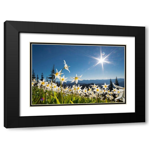 Washington State Avalanche Lilies backlit against a starburst sky at Olympic National Park Black Modern Wood Framed Art Print with Double Matting by Luhm, Gary